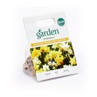 Sainsbury's Mixed Miniature Narcissi x25