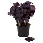 Sainsbury's Living Purple Basil Pot