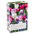 Sainsbury's Berry Shades Collection Bulbs x40