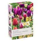 Sainsbury's Jewel Shades Collection Bulbs x25