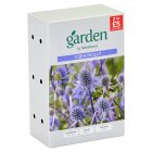 Sainsbury's Garden Eryngium x3