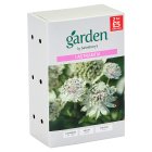 Sainsbury's Garden Astrantia x1