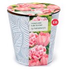 Sainsbury's Mixed Pink Tulip Bucket