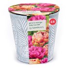 Sainsbury's Pink & Orange Tulip Bucket