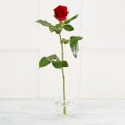 Intermediate Single Stem Red Rose