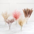 Dried Flowers