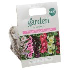 Sainsbury's Garden Hollyhock Mixed x5