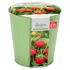 Sainsbury's Garden Alpine Strawberry