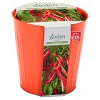 Sainsbury's Garden Red Chilli Peppers