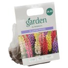 Sainsbury's Garden Lupin x3