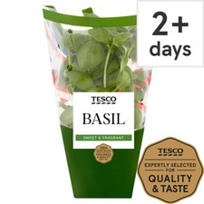 Tesco Basil Medium Pot