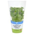 Sainsbury's Fresh Living Curly Parsley Pot