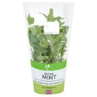 Sainsbury's Fresh Living Mint Pot