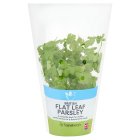 Sainsbury's Fresh Living Flat Leaf Parsley Pot