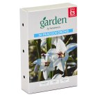 Sainsbury's Garden Acidanthera x30