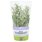 Sainsbury's Fresh Living Rosemary