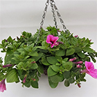 Sainsbury's Mixed Bedding Hanging Basket