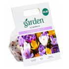 Sainsbury's Mixed Crocus x25