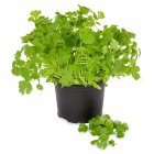 Sainsbury's Fresh Living Coriander Large Pot