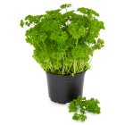 Sainsbury's Fresh Living Curly Leaf Parsley Large Pot