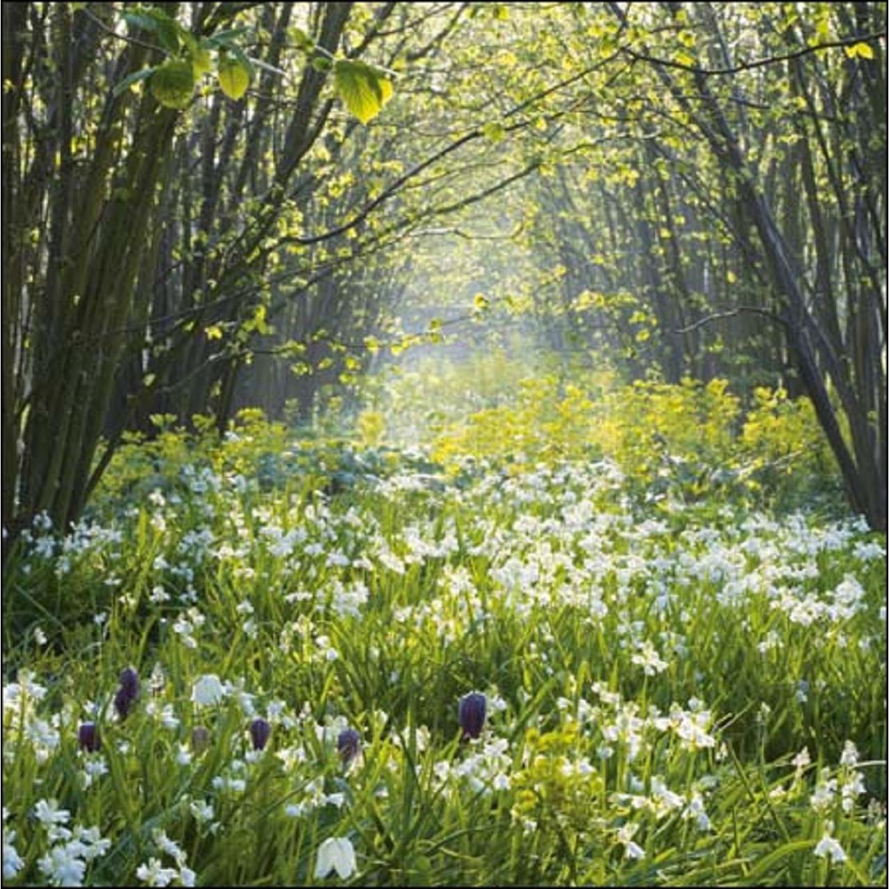 Sissinghurst Castle Garden Blank Card