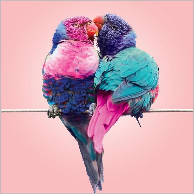 Rainbow Lorikeets Kissing Blank Card 