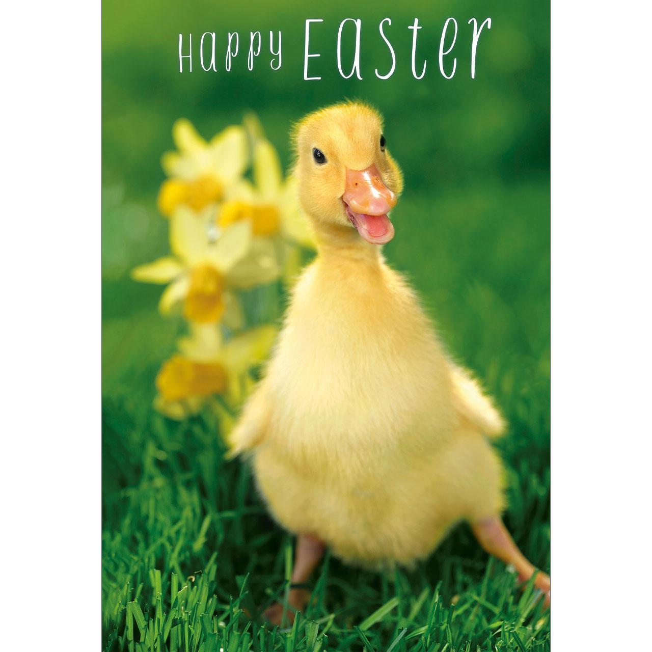 Ducklings Easter Card Pack