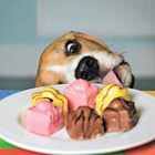 Icon Photographic Dog with a Plate of Cakes Open Greeting Card