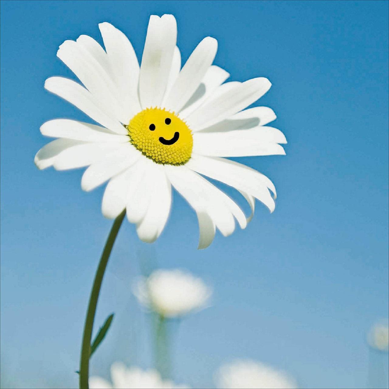 Smiling Daisy Blank Card