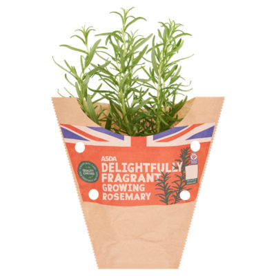 ASDA Delightfully Fragrant Growing Rosemary