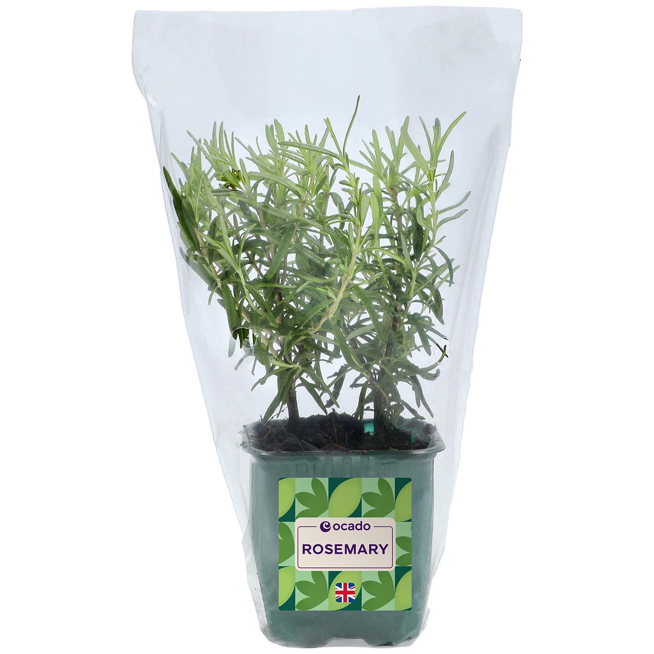 Ocado British Growing Rosemary