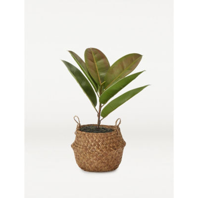 George Home Faux Fiddle Leaf In Woven Basket 39cm