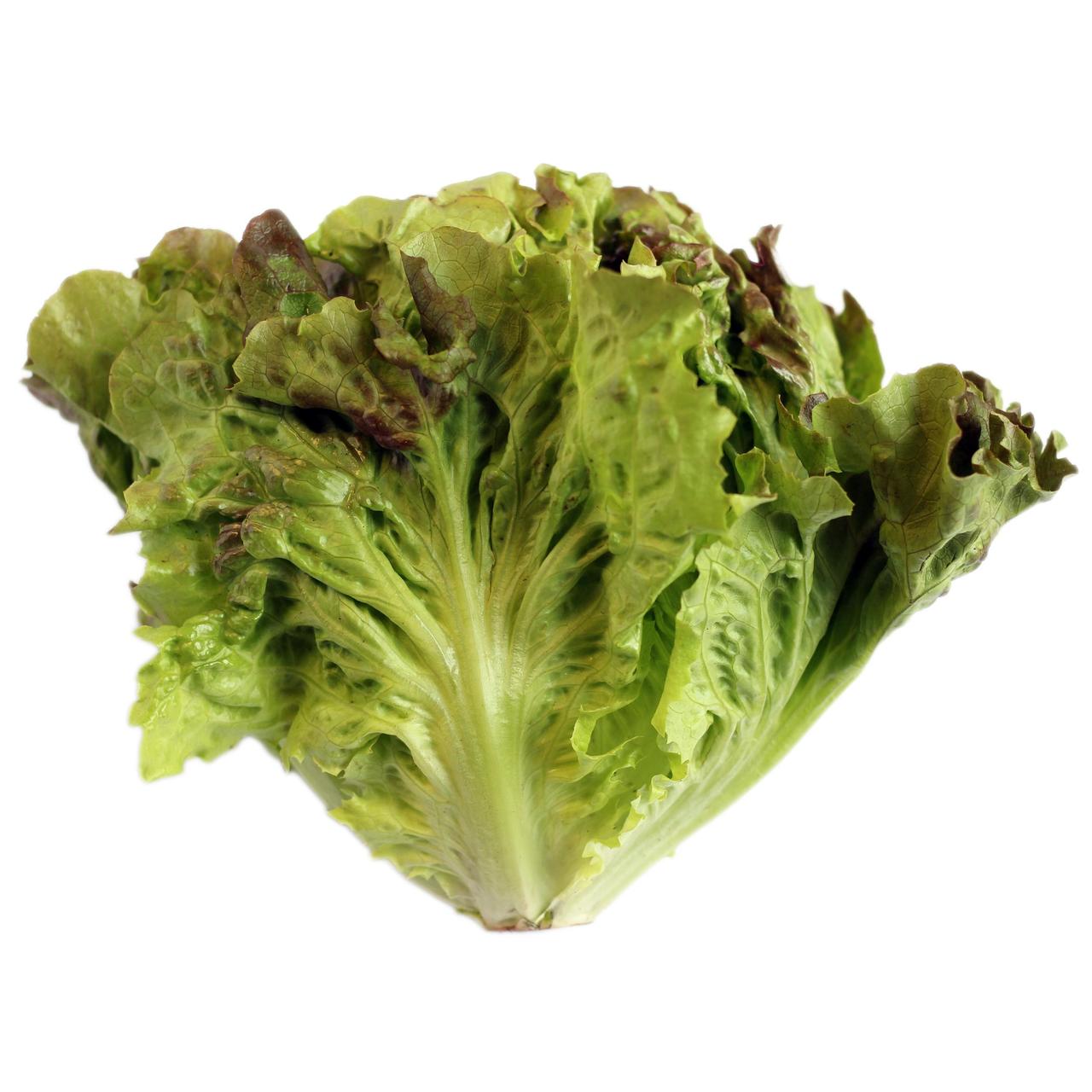 Wholegood Organic British Batavia Lettuce