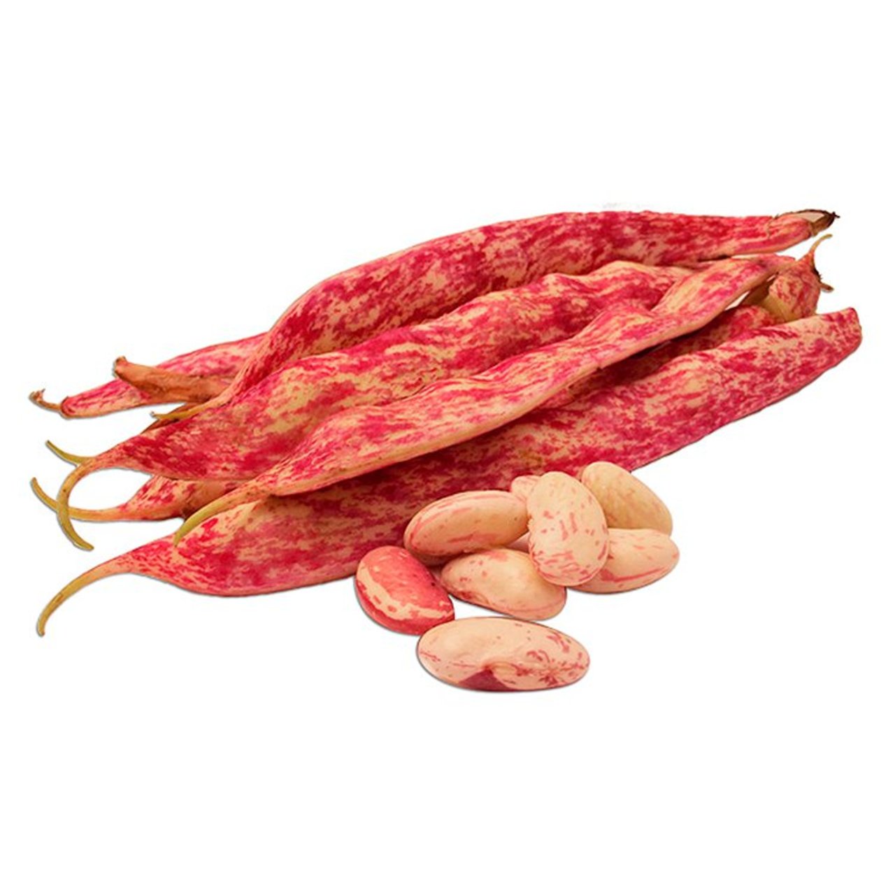 Natoora Italian Borlotti Beans