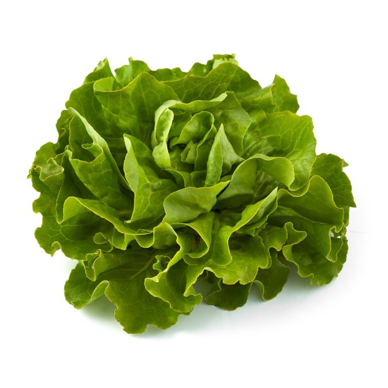 Natoora French Butterhead Lettuce