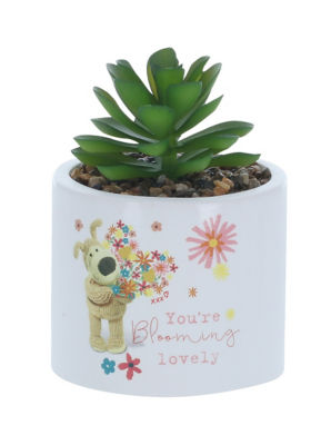 Boofle Blooming Lovely Succulent