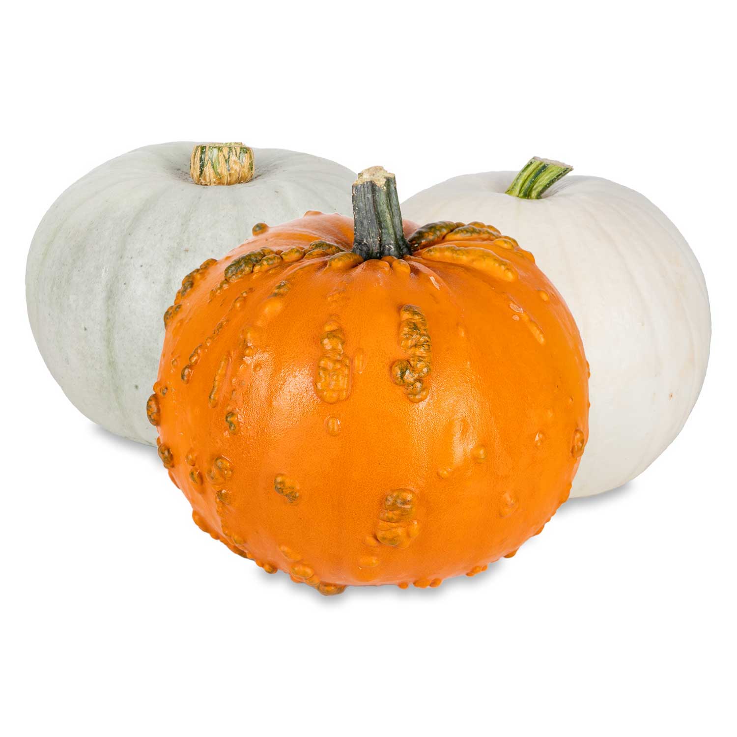 Halloween Aaahmazing Novelty Pumpkin Each